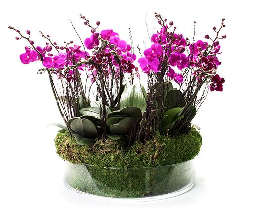 Jungle of Purple Orchids Planter