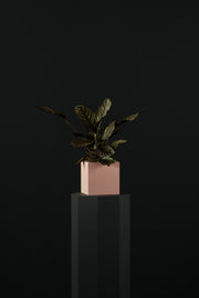 Oriental Garden Orchid Plant II