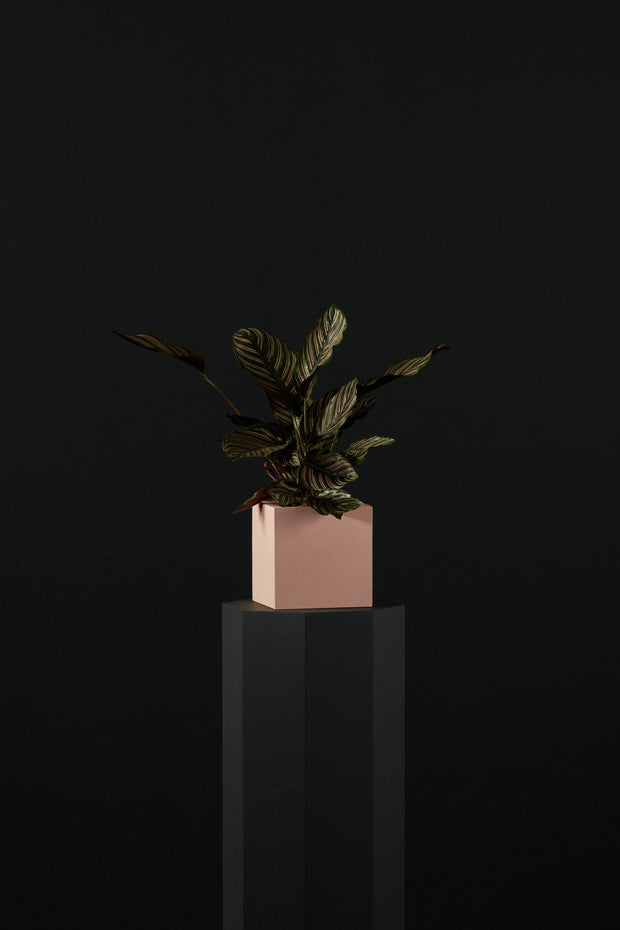 Oriental Garden Orchid Plant II