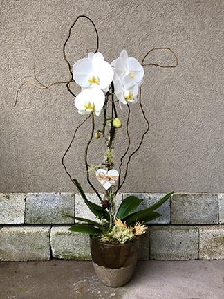 Rustic White Orchid Planted Container