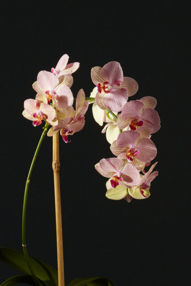 Hot Pink Orchid Planted Container